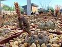 Нажмите на изображение для увеличения.

Название:	Gymnocalycium natalieae.JPG
Просмотров:	472
Размер:	346.8 Кб
ID:	368519