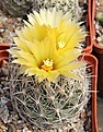 Нажмите на изображение для увеличения.

Название:	Coryphantha echinus SB377...JPG
Просмотров:	309
Размер:	86.7 Кб
ID:	368526