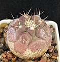 Нажмите на изображение для увеличения.

Название:	C.cinerea v.albispina Cifuncho.JPG
Просмотров:	140
Размер:	61.6 Кб
ID:	368546
