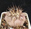 Нажмите на изображение для увеличения.

Название:	C.cinerea v.albispina Quebrada San Ramon.JPG
Просмотров:	145
Размер:	63.8 Кб
ID:	368547
