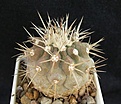 Нажмите на изображение для увеличения.

Название:	C.cinerea v.albispina Quebrada San Ramon2.JPG
Просмотров:	140
Размер:	53.1 Кб
ID:	368548
