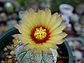 Нажмите на изображение для увеличения.

Название:	Astrophytum COAS.jpg
Просмотров:	112
Размер:	178.0 Кб
ID:	368593