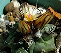 Нажмите на изображение для увеличения.

Название:	Turb. swobodae.jpg
Просмотров:	118
Размер:	197.5 Кб
ID:	368597