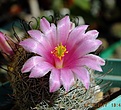 Нажмите на изображение для увеличения.

Название:	MAMMILLARIA  microcarpa SB 147.jpg
Просмотров:	111
Размер:	364.3 Кб
ID:	368600