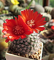 Нажмите на изображение для увеличения.

Название:	P. sanguiniflora P158 (1)_flowers.JPG
Просмотров:	1711
Размер:	207.0 Кб
ID:	368620