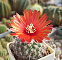 Нажмите на изображение для увеличения.

Название:	P. sanguiniflora P158 (2)_flower.JPG
Просмотров:	1716
Размер:	203.2 Кб
ID:	368623