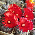 Нажмите на изображение для увеличения.

Название:	P. sanguiniflora VG572_flowers.JPG
Просмотров:	1678
Размер:	223.3 Кб
ID:	368625