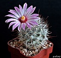 Нажмите на изображение для увеличения.

Название:	Mammillaria tetrancistra .JPG
Просмотров:	148
Размер:	197.9 Кб
ID:	368696