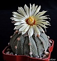 Нажмите на изображение для увеличения.

Название:	Astrophytum CAPASxAS.JPG
Просмотров:	145
Размер:	174.5 Кб
ID:	368697