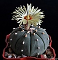 Нажмите на изображение для увеличения.

Название:	Astrophytum asterias f. nudum.JPG
Просмотров:	135
Размер:	154.1 Кб
ID:	368698