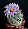 Нажмите на изображение для увеличения.

Название:	Mammillaria tetrancistra №2 ..JPG
Просмотров:	144
Размер:	185.0 Кб
ID:	368700