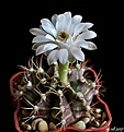 Нажмите на изображение для увеличения.

Название:	Gymnocalycium friedrichii.JPG
Просмотров:	133
Размер:	132.4 Кб
ID:	368701