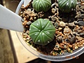Нажмите на изображение для увеличения.

Название:	191.2 Astrophytum asterias cv. Planar.JPG
Просмотров:	665
Размер:	239.8 Кб
ID:	368702