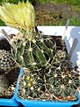 Нажмите на изображение для увеличения.

Название:	245.1 Hamatocactus setispinus LX 666 China, NL.JPG
Просмотров:	606
Размер:	325.8 Кб
ID:	368703