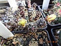 Нажмите на изображение для увеличения.

Название:	101.3 Turbinicarpus flaviflorus.JPG
Просмотров:	659
Размер:	250.8 Кб
ID:	368704