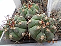Нажмите на изображение для увеличения.

Название:	372.1 Gymnocalycium pflanzii.JPG
Просмотров:	650
Размер:	250.6 Кб
ID:	368706