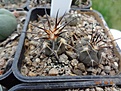 Нажмите на изображение для увеличения.

Название:	679.1 Gymnocalycium spegazzinii VG-748, San Rafael, Salta  .JPG
Просмотров:	643
Размер:	240.2 Кб
ID:	368707