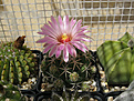 Нажмите на изображение для увеличения.

Название:	Coryphantha elephantidens.jpg
Просмотров:	153
Размер:	318.7 Кб
ID:	368725