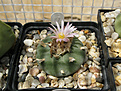 Нажмите на изображение для увеличения.

Название:	Lophophora fricii v. decipiens.jpg
Просмотров:	135
Размер:	320.5 Кб
ID:	368726