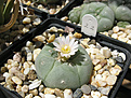 Нажмите на изображение для увеличения.

Название:	Lophophora williamsii.jpg
Просмотров:	132
Размер:	313.9 Кб
ID:	368727