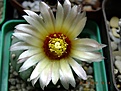 Нажмите на изображение для увеличения.

Название:	astrophytum nudum.jpg
Просмотров:	142
Размер:	216.6 Кб
ID:	368745