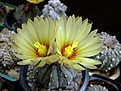 Нажмите на изображение для увеличения.

Название:	astrophytum hybrid 1.jpg
Просмотров:	139
Размер:	196.2 Кб
ID:	368746