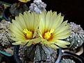 Нажмите на изображение для увеличения.

Название:	astrophytum hybrid 1.jpg
Просмотров:	128
Размер:	196.2 Кб
ID:	368746