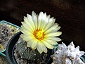 Нажмите на изображение для увеличения.

Название:	astrophytum hybrid.jpg
Просмотров:	137
Размер:	255.6 Кб
ID:	368747