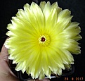 Нажмите на изображение для увеличения.

Название:	notocactus ottonis.jpg
Просмотров:	139
Размер:	152.9 Кб
ID:	368751