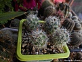 Нажмите на изображение для увеличения.

Название:	Mammillaria boolii.jpg
Просмотров:	225
Размер:	236.2 Кб
ID:	368794