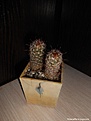 Нажмите на изображение для увеличения.

Название:	Mammillaria yaquensis.jpg
Просмотров:	188
Размер:	267.8 Кб
ID:	368797