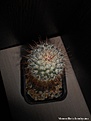 Нажмите на изображение для увеличения.

Название:	Mammillaria bombycina +.jpg
Просмотров:	199
Размер:	144.7 Кб
ID:	368799