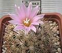 Нажмите на изображение для увеличения.

Название:	Coryphantha_pseudoechinus_SB576_10y.JPG
Просмотров:	198
Размер:	68.3 Кб
ID:	368817