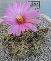 Нажмите на изображение для увеличения.

Название:	Coryphantha_macromeris_SB841_11y.JPG
Просмотров:	216
Размер:	123.1 Кб
ID:	368818