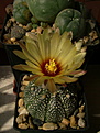 Нажмите на изображение для увеличения.

Название:	Astrophytum CAPAS x A. asterias  hybr. (x «Super Kabuto»).jpg
Просмотров:	154
Размер:	172.3 Кб
ID:	368820