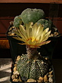 Нажмите на изображение для увеличения.

Название:	Astrophytum CAPAS x A. asterias hybr. (x «Super Kabuto»)  .jpg
Просмотров:	153
Размер:	165.4 Кб
ID:	368821