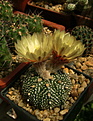 Нажмите на изображение для увеличения.

Название:	Astrophytum CAPAS x A. asterias hybr. (x «Super Kabuto») .jpg
Просмотров:	154
Размер:	231.4 Кб
ID:	368822