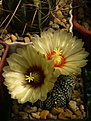 Нажмите на изображение для увеличения.

Название:	Astrophytum CAPAS x A. asterias hybr. (x «Super Kabuto»).jpg
Просмотров:	159
Размер:	194.3 Кб
ID:	368823