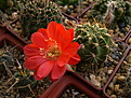 Нажмите на изображение для увеличения.

Название:	Echinopsis  hertrichiana.jpg
Просмотров:	161
Размер:	209.0 Кб
ID:	368824
