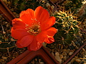 Нажмите на изображение для увеличения.

Название:	Echinopsis  hertrichiana .jpg
Просмотров:	149
Размер:	193.3 Кб
ID:	368825