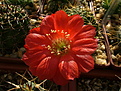 Нажмите на изображение для увеличения.

Название:	Echinopsis hertrichiana.jpg
Просмотров:	152
Размер:	213.2 Кб
ID:	368826