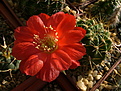 Нажмите на изображение для увеличения.

Название:	Echinopsis hertrichiana .jpg
Просмотров:	150
Размер:	211.9 Кб
ID:	368827