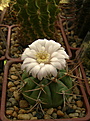 Нажмите на изображение для увеличения.

Название:	Gymnocalycium eurypleurum FR1178.jpg
Просмотров:	154
Размер:	174.9 Кб
ID:	368828