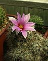 Нажмите на изображение для увеличения.

Название:	Mammillaria shumannii L048.jpg
Просмотров:	155
Размер:	224.8 Кб
ID:	368829