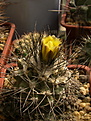 Нажмите на изображение для увеличения.

Название:	Copiapoa humilis var. longispina.jpg
Просмотров:	148
Размер:	227.5 Кб
ID:	368830