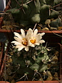 Нажмите на изображение для увеличения.

Название:	Turbinicarpus gielsdorfianus.jpg
Просмотров:	155
Размер:	177.7 Кб
ID:	368831