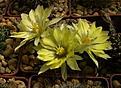 Нажмите на изображение для увеличения.

Название:	Mammillaria sphaerica.jpg
Просмотров:	154
Размер:	199.9 Кб
ID:	368832