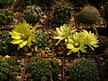 Нажмите на изображение для увеличения.

Название:	Mammillaria sphaerica .jpg
Просмотров:	155
Размер:	274.6 Кб
ID:	368833