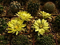 Нажмите на изображение для увеличения.

Название:	Mammillaria  sphaerica.jpg
Просмотров:	144
Размер:	261.4 Кб
ID:	368834