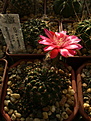 Нажмите на изображение для увеличения.

Название:	Echinopsis arachnacantha “Torrecillasensis” .jpg
Просмотров:	148
Размер:	225.0 Кб
ID:	368835